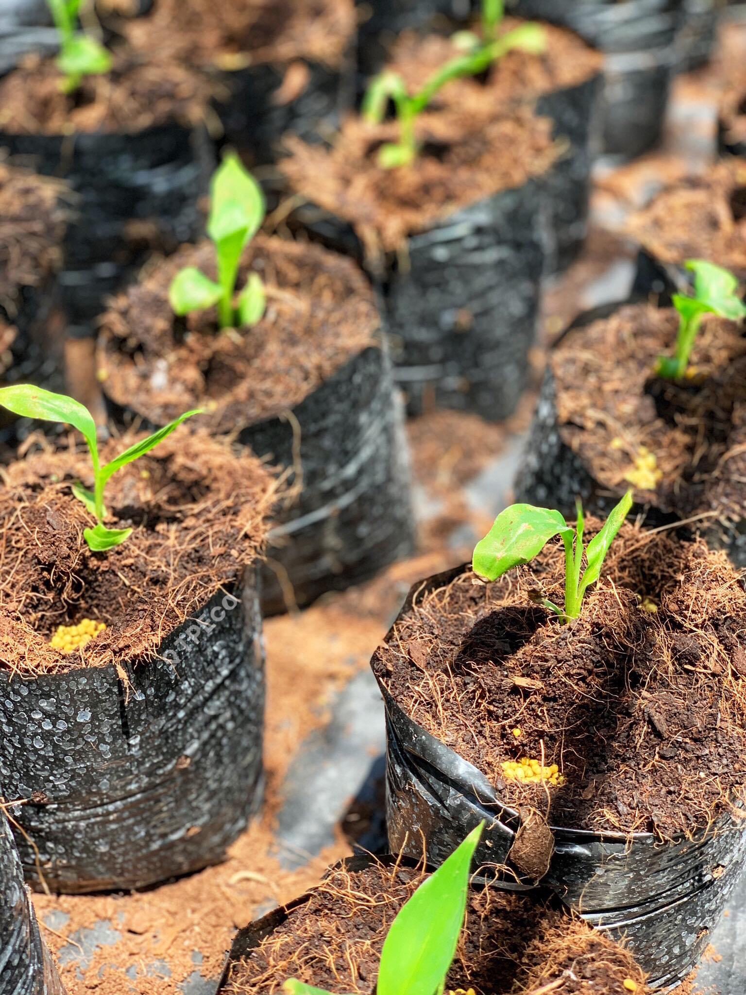 Plant seedling
