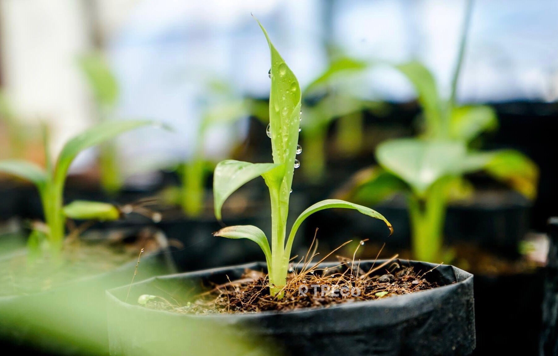 Plant seedling