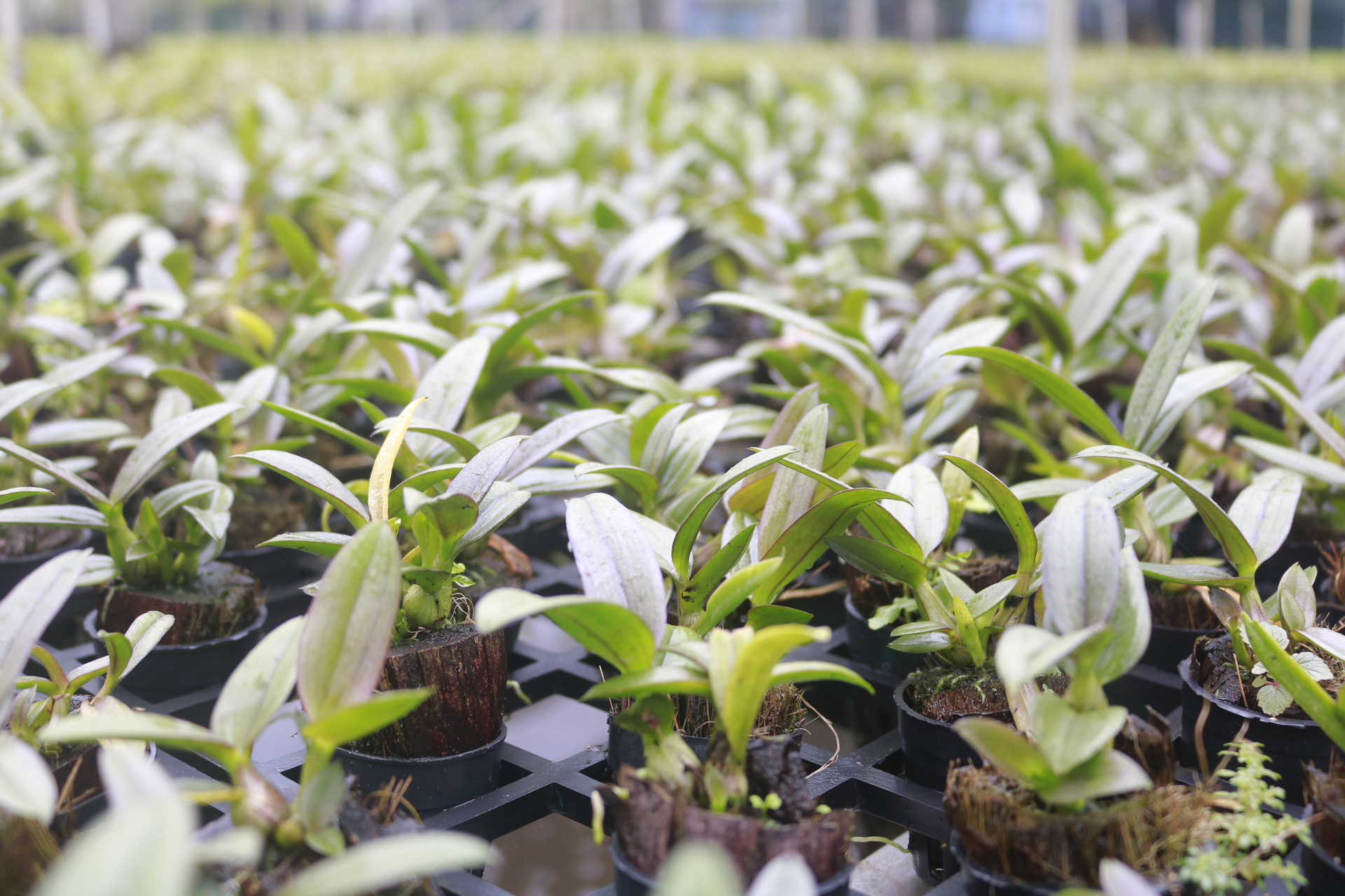 Plant seedling