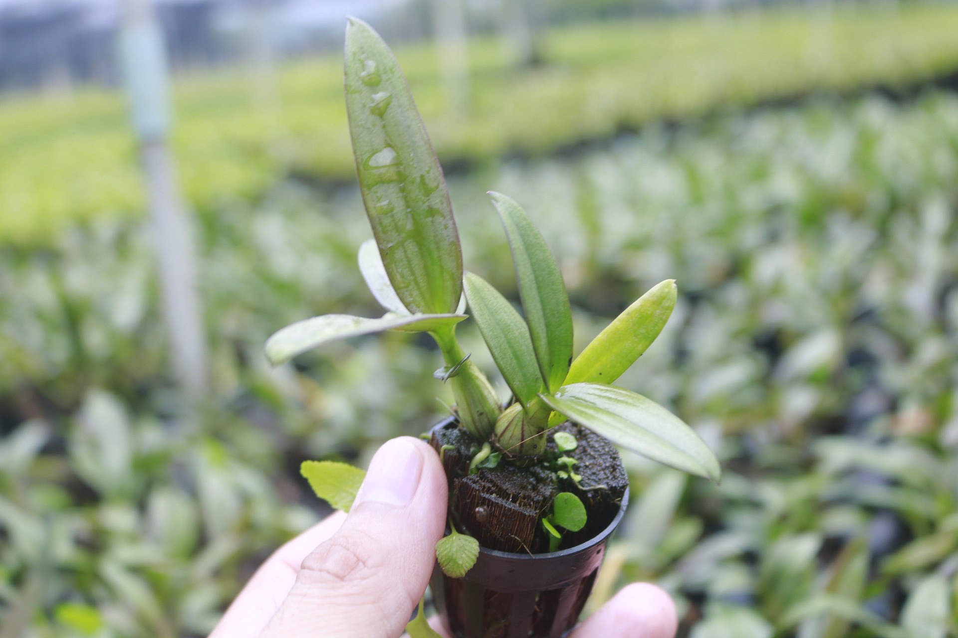 Plant seedling