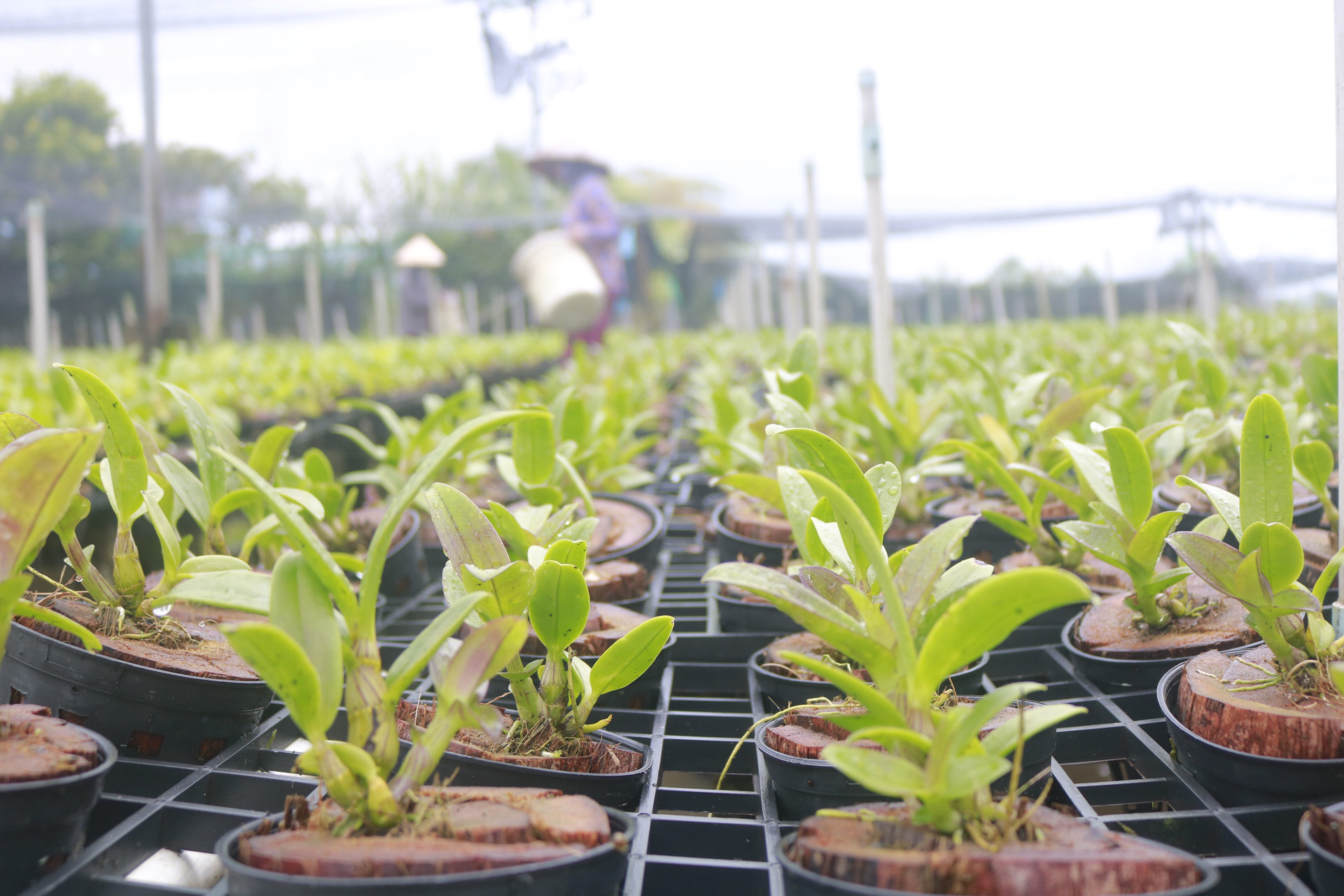 Plant seedling