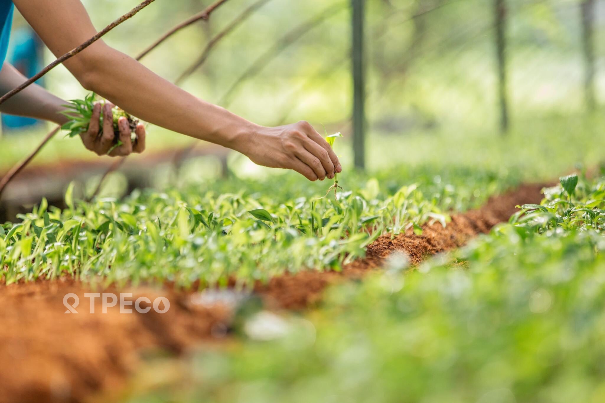 Plant seedling