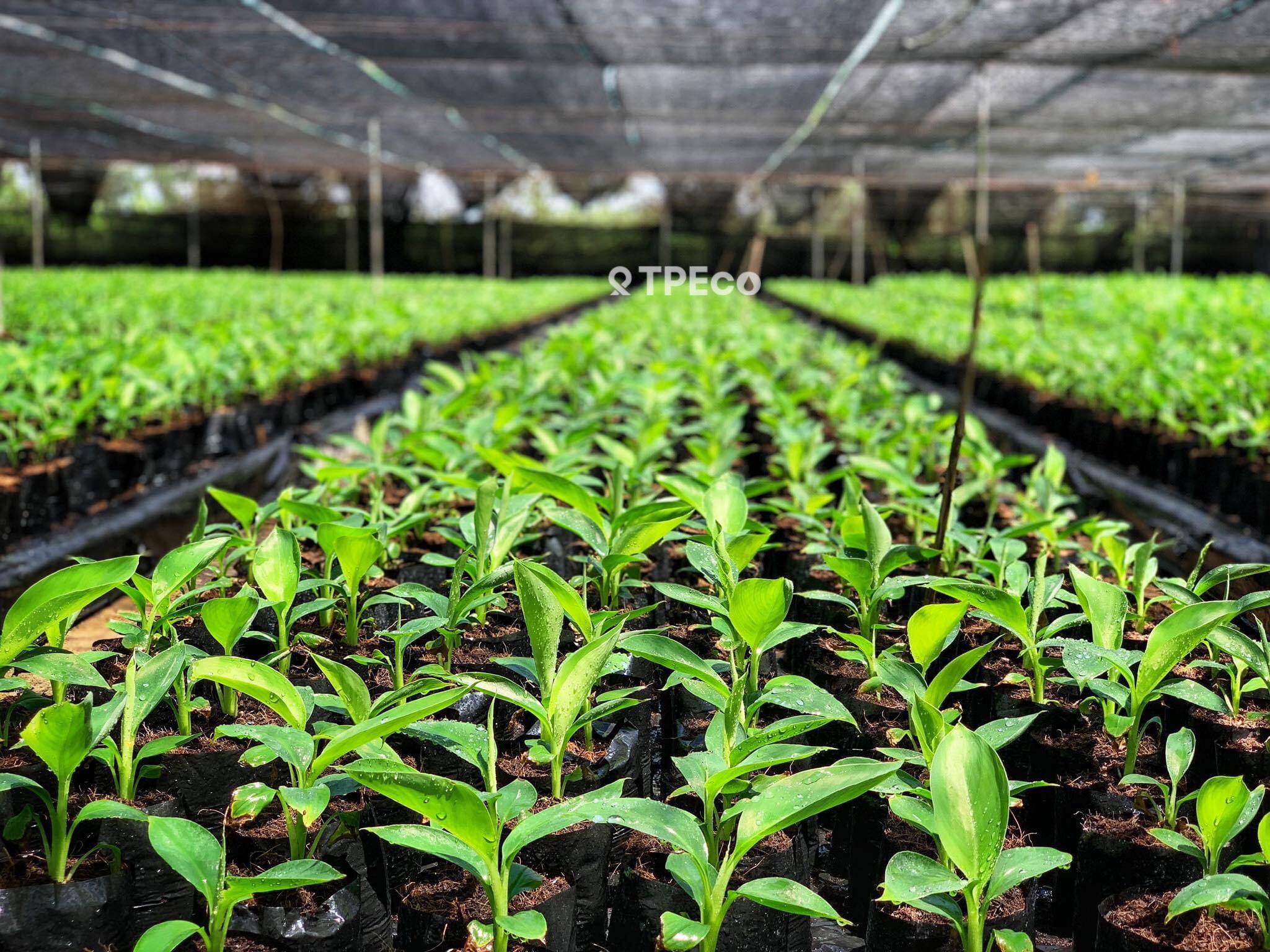 Plant seedling
