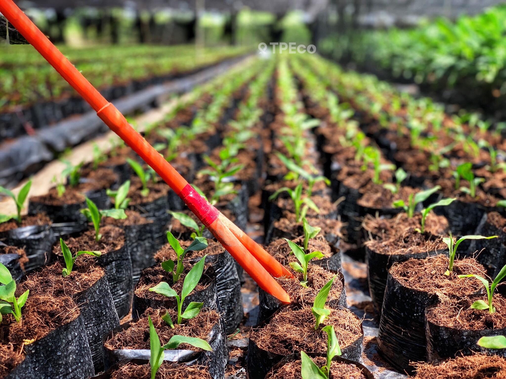 Plant seedling