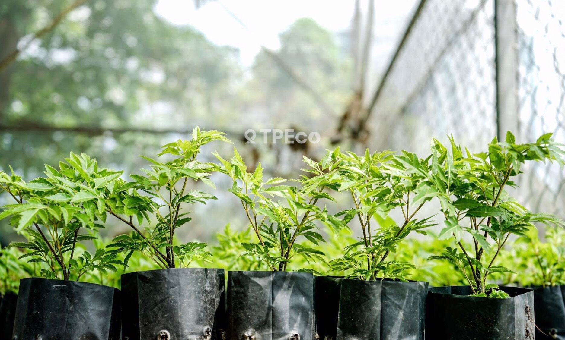 Plant seedling