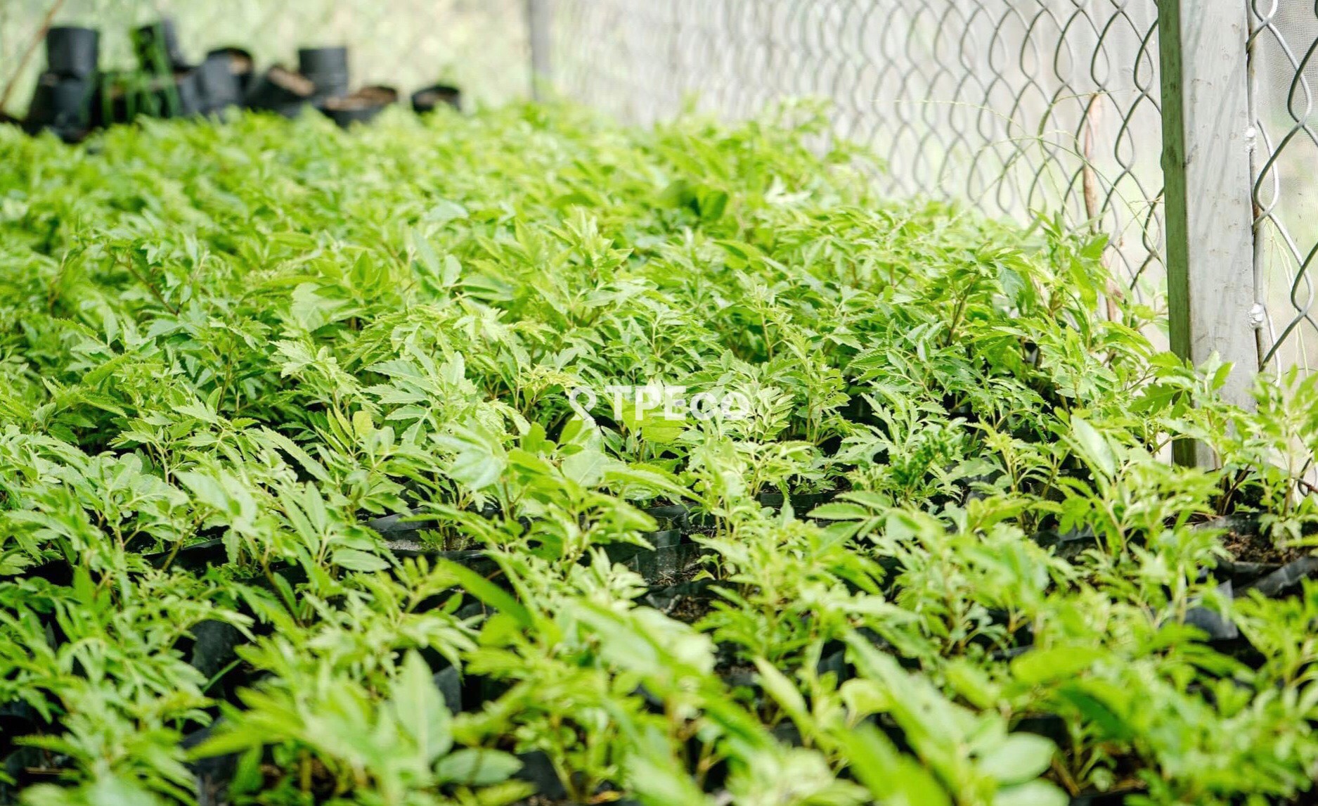Plant seedling
