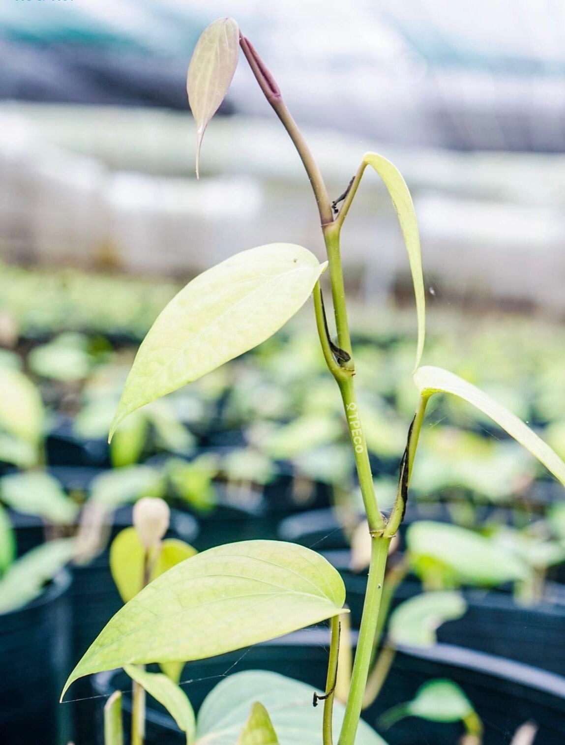 Plant seedling